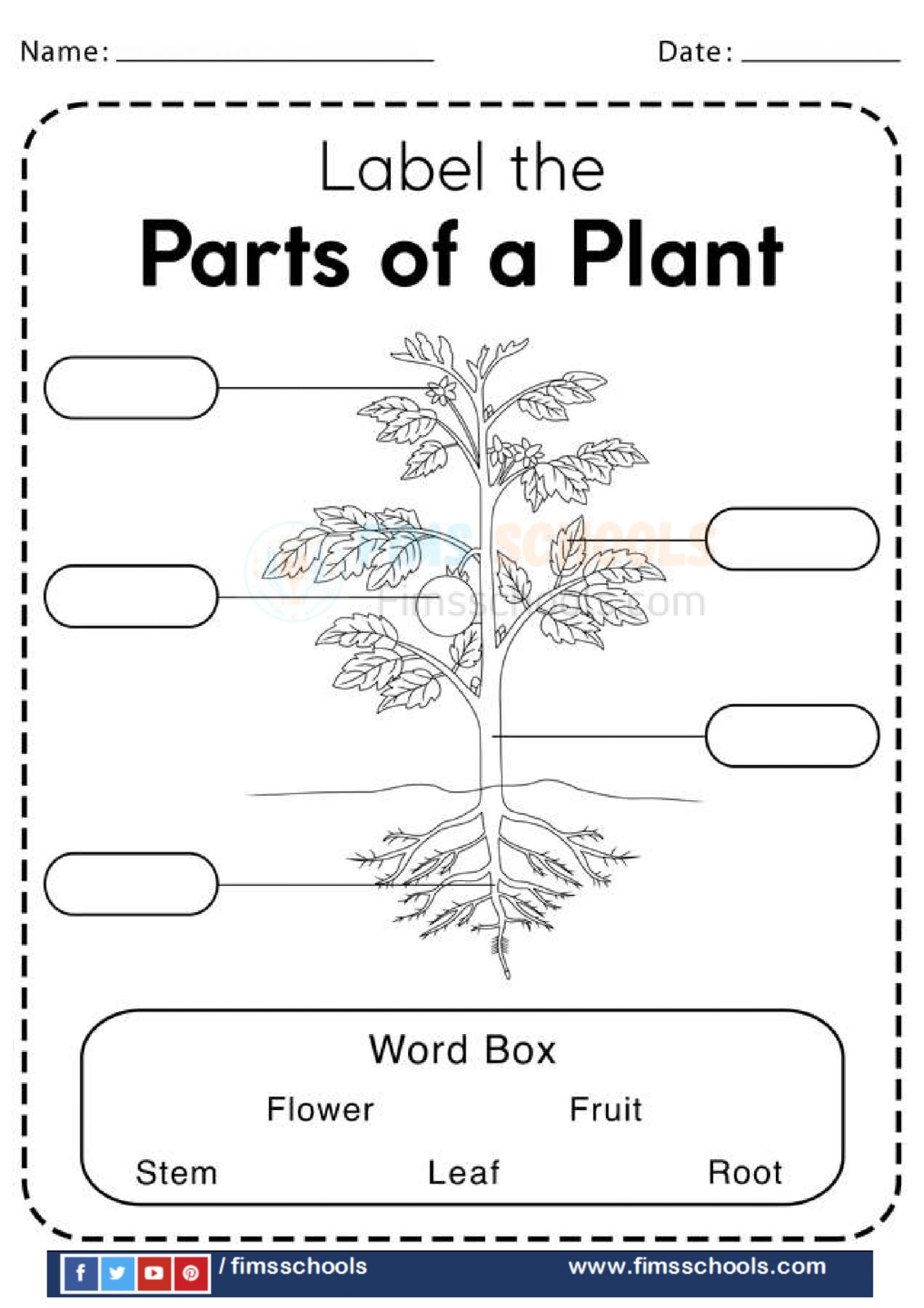 Plant Structure Worksheet