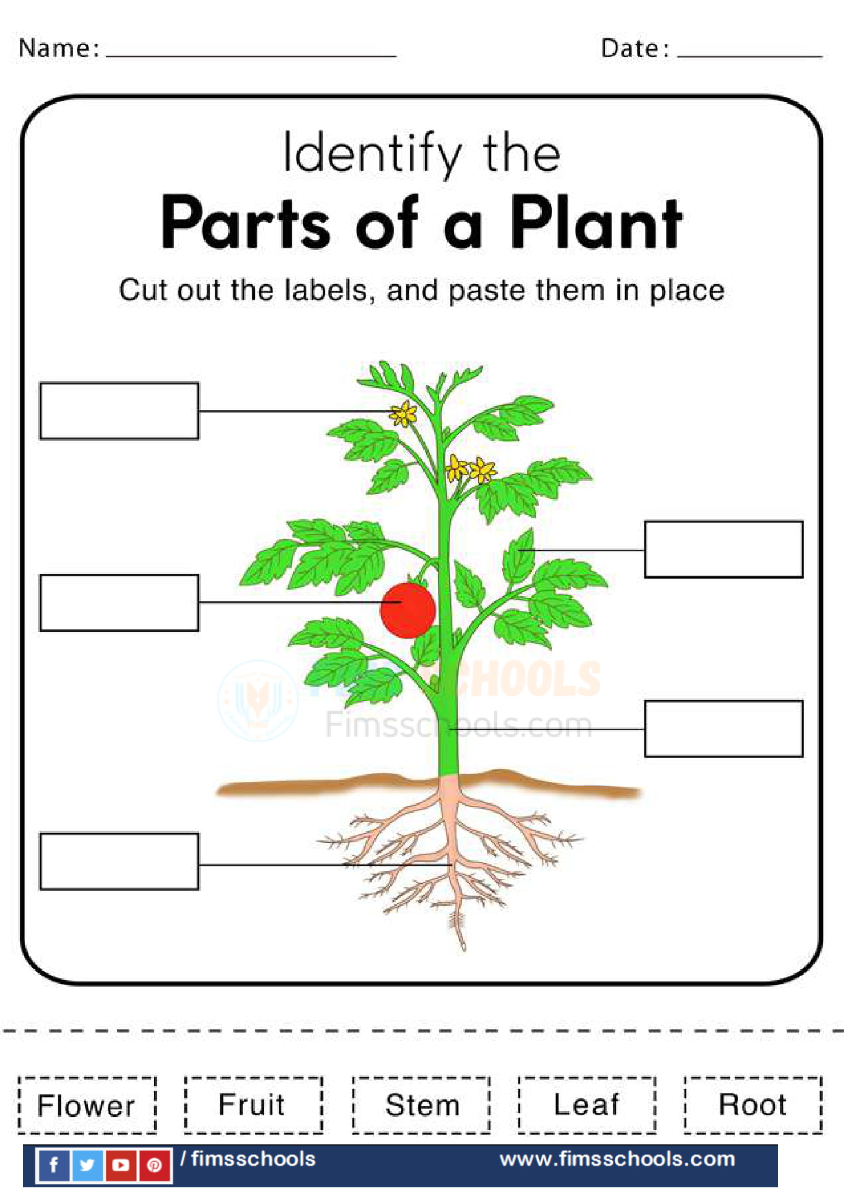 Parts Of A Plant Worksheets Kindergarten Printable Kindergarten 