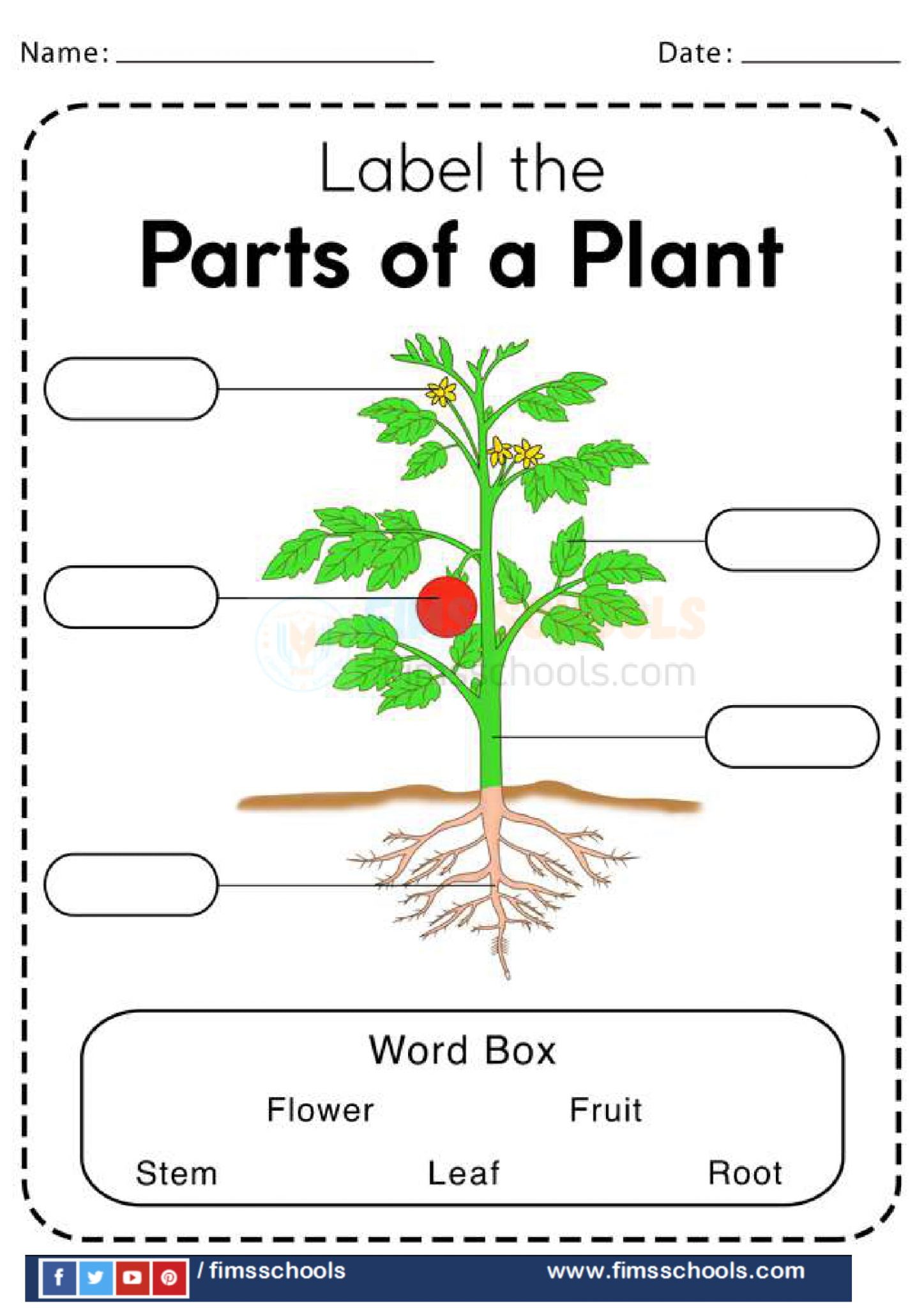 The plant steam фото 100