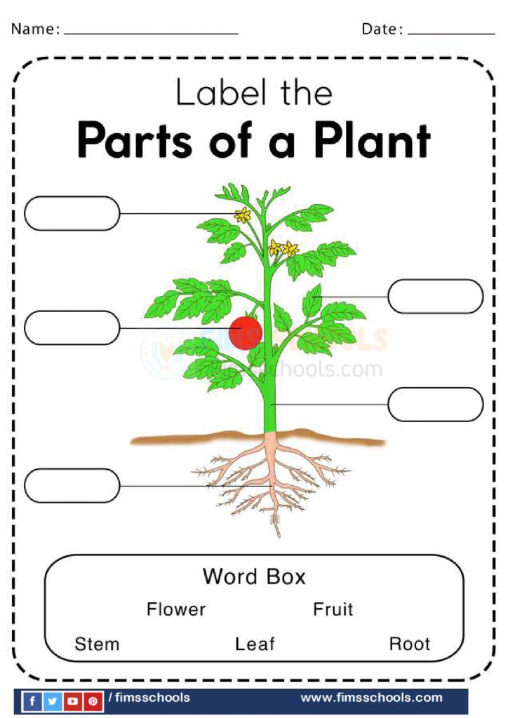 parts-of-a-plant-worksheets-page-5-fims-schools