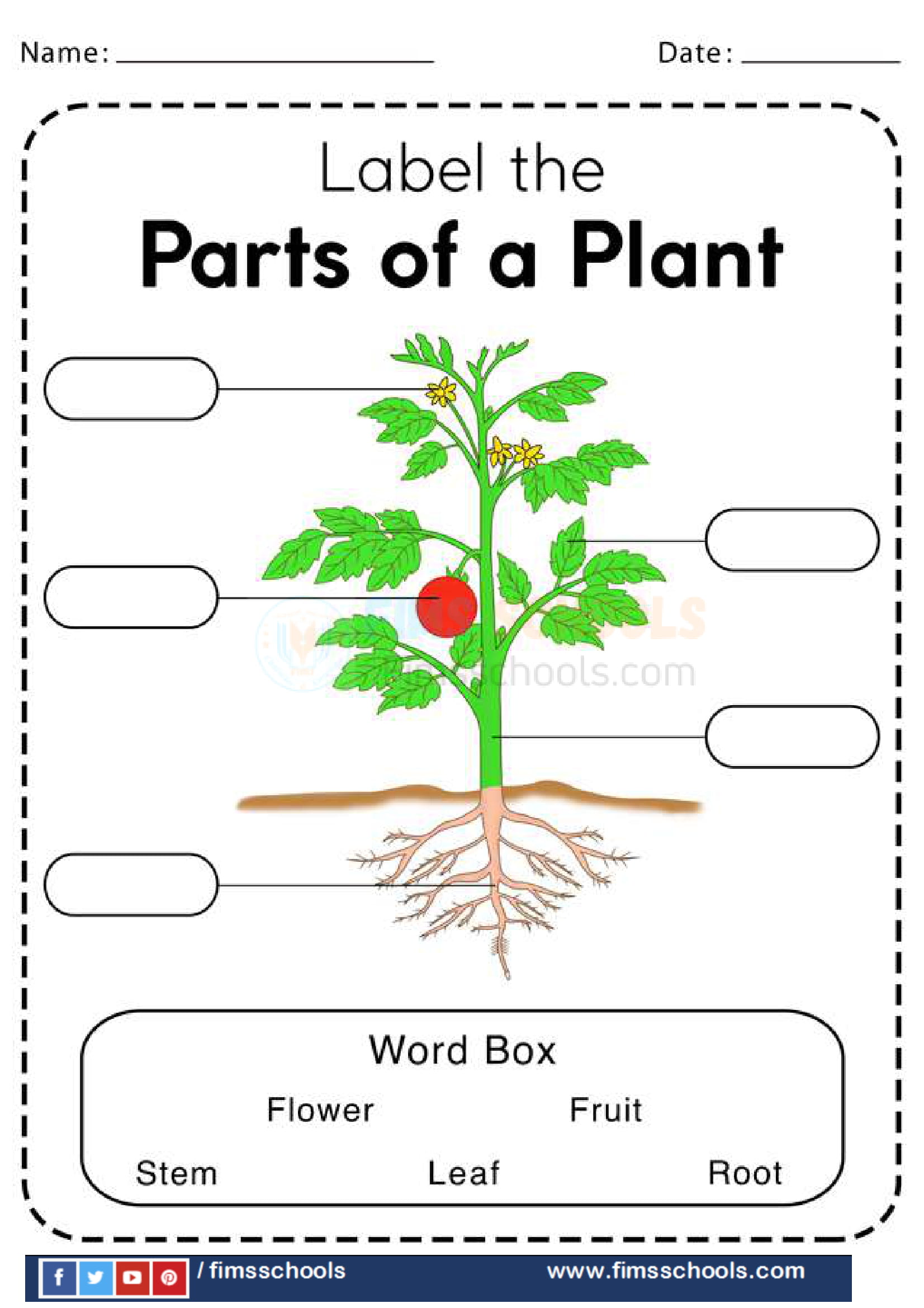 Parts of a plant worksheets