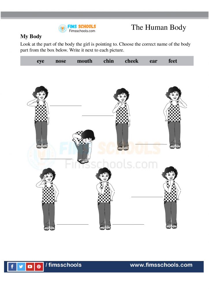 the human body worksheets