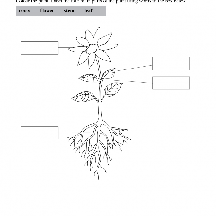 Free Printable worksheets - FIMS SCHOOLS - Urdu Worksheets